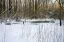 frozenwater