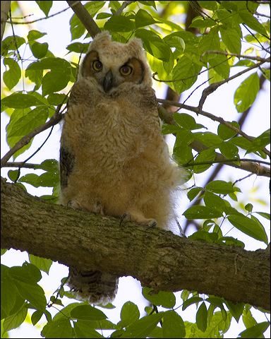 owl3.jpg