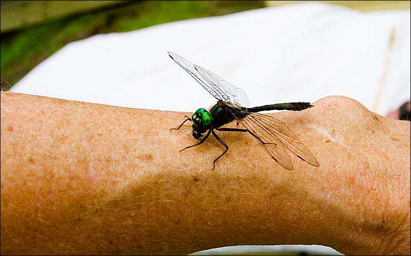 dragonfly.jpg