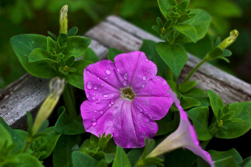 purplepetunia.jpg